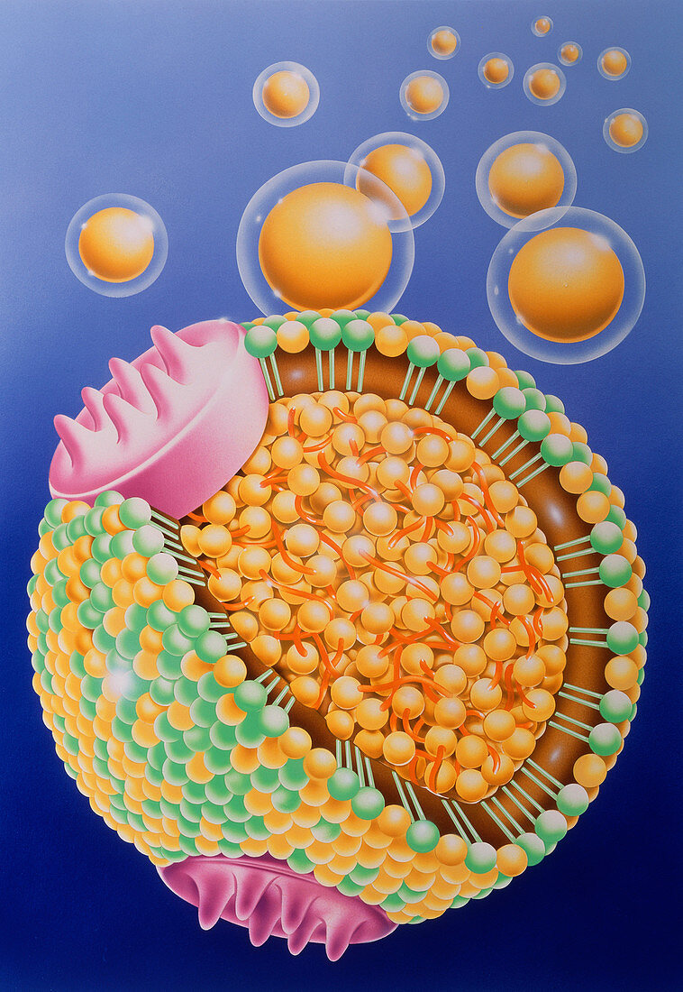 Low density lipoprotein particle