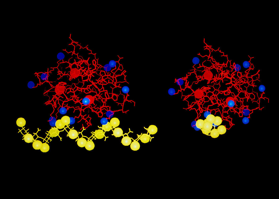 Fibroblast growth factor molecules