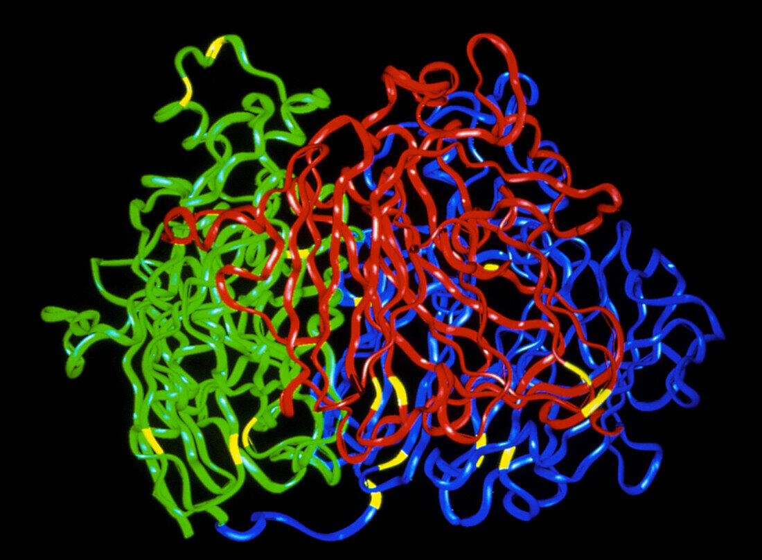 Factor VIII protein molecule
