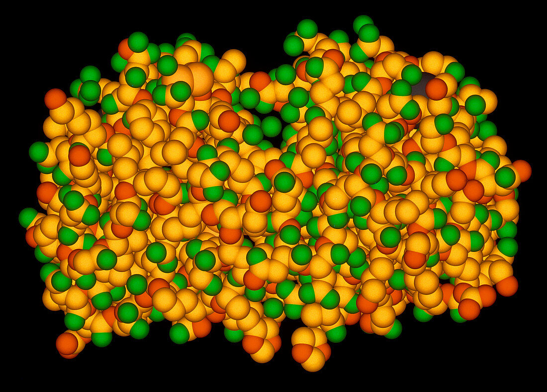 Computer artwork of a molecule of albumin