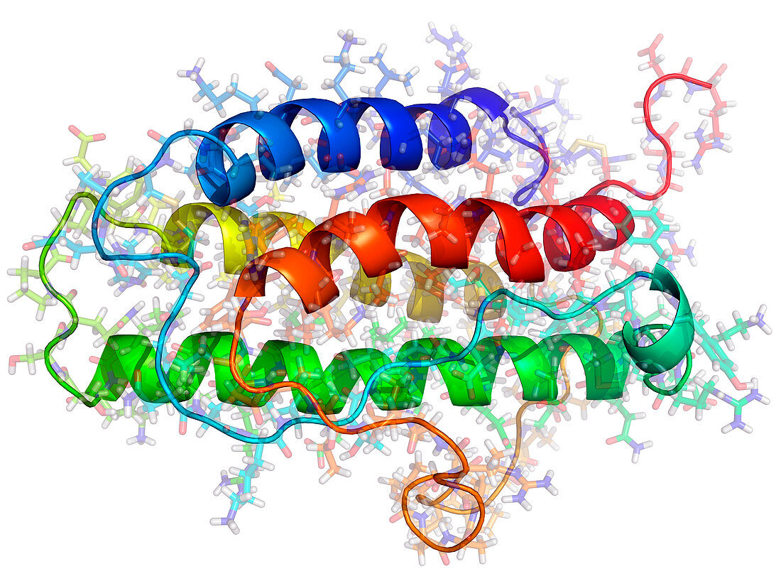 Erythropoietin hormone molecule