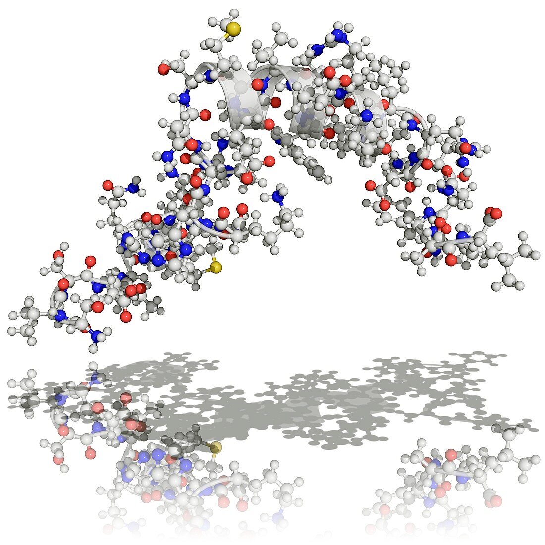 Parathyroid hormone,molecular model