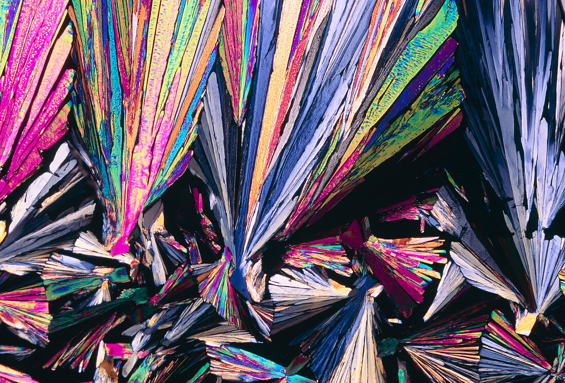 PLM of crystals of testosterone