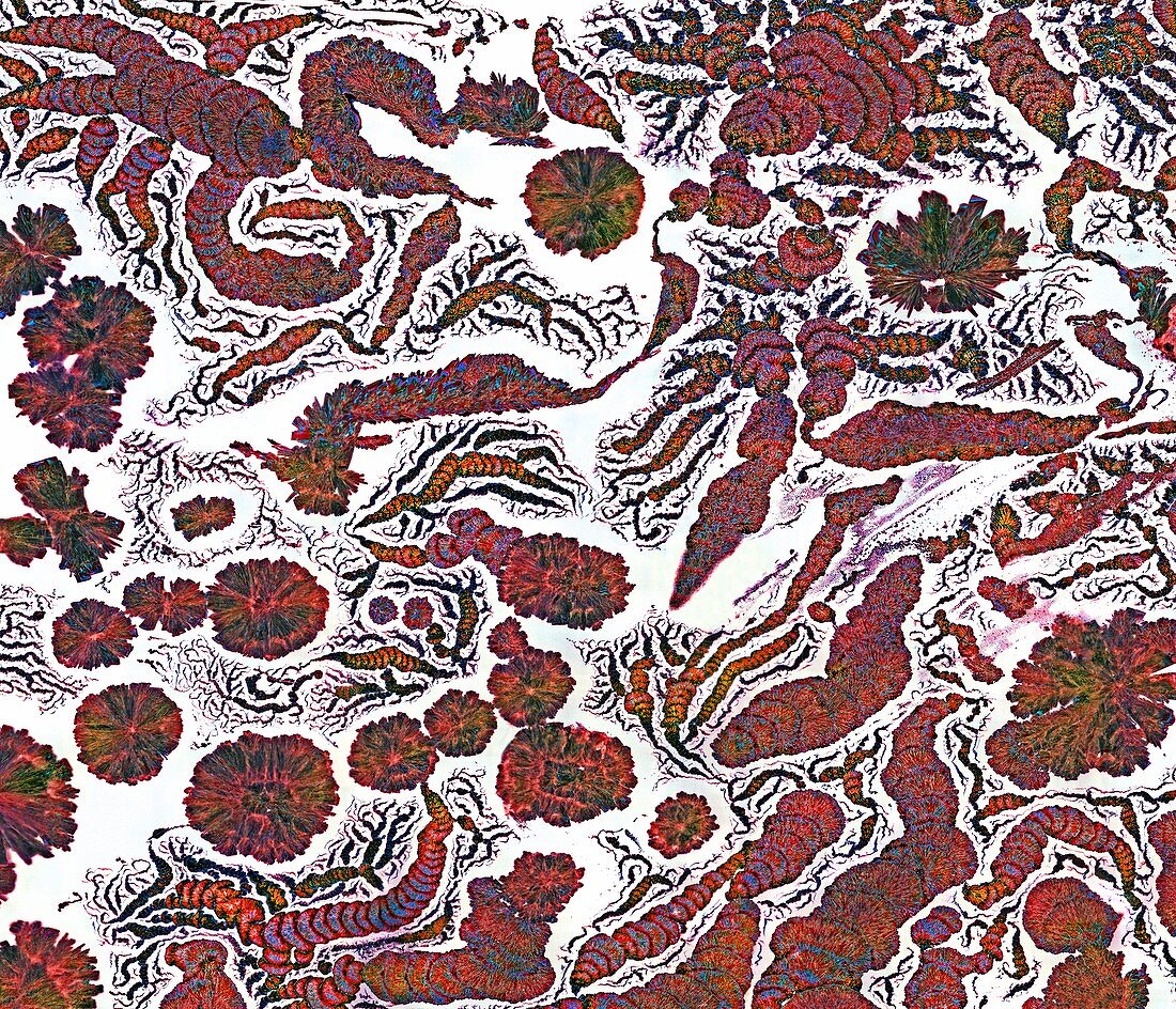 Penicillin crystals,light micrograph