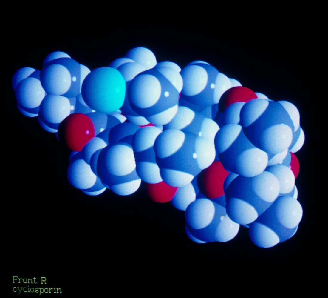 Molecular structure of cyclosporin
