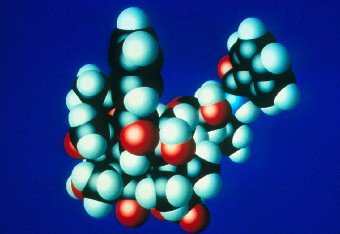 Computer graphic of a molecule of taxol