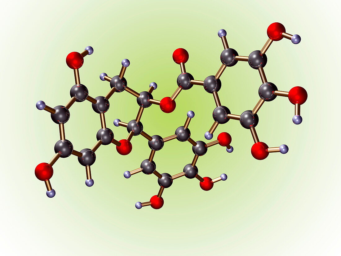Green tea molecule