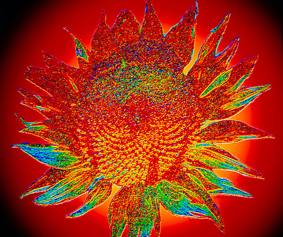 Sunflower Souled fractal