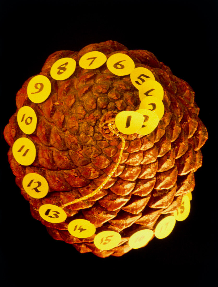 Fibonacci numbers in a pinecone