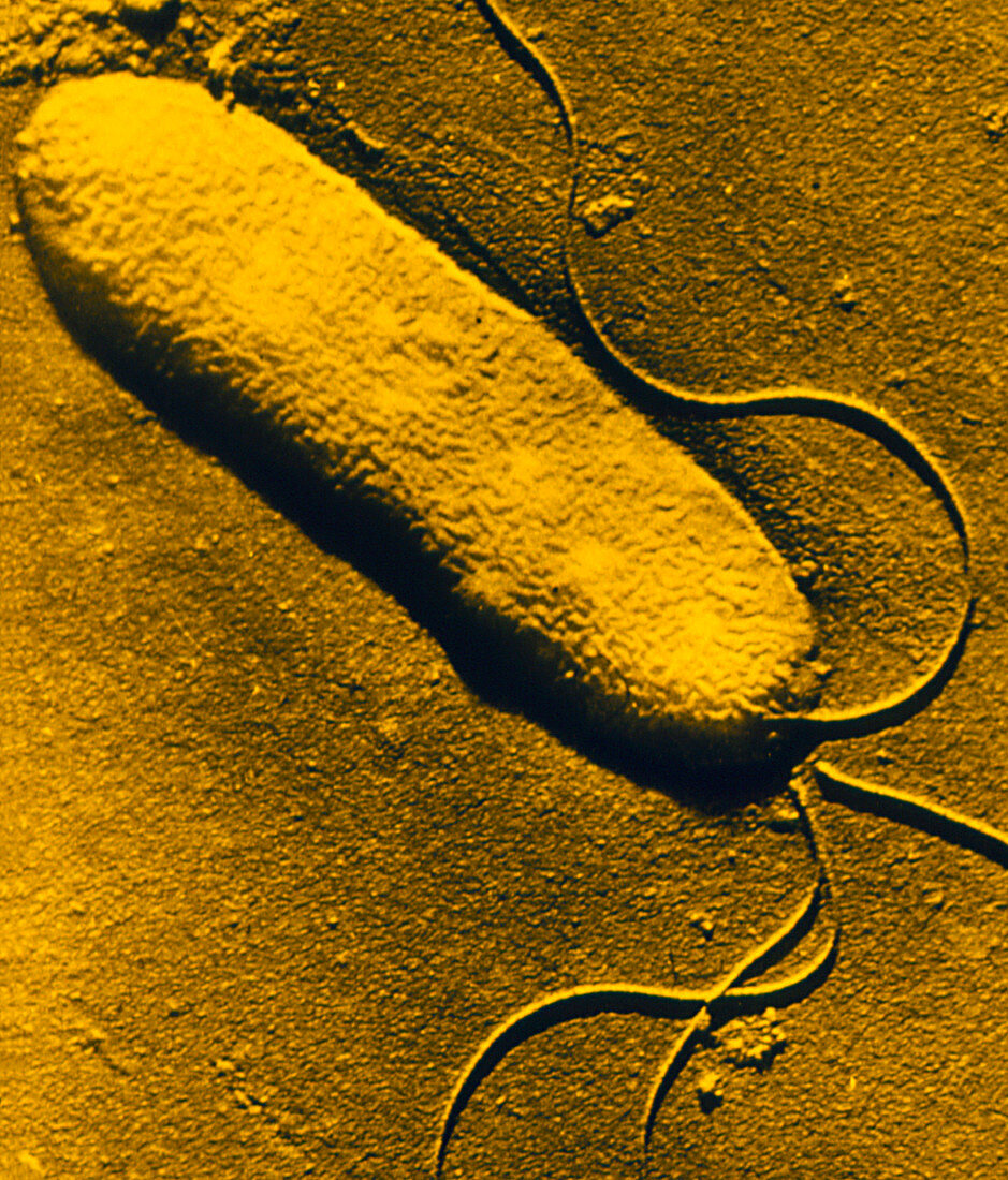 TEM of Pseudomonas syringae bacterium