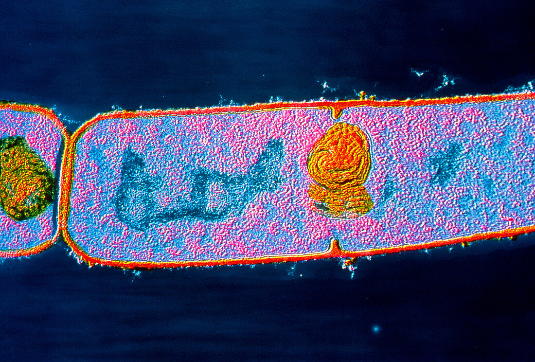 Bacillus subtilis bacterium
