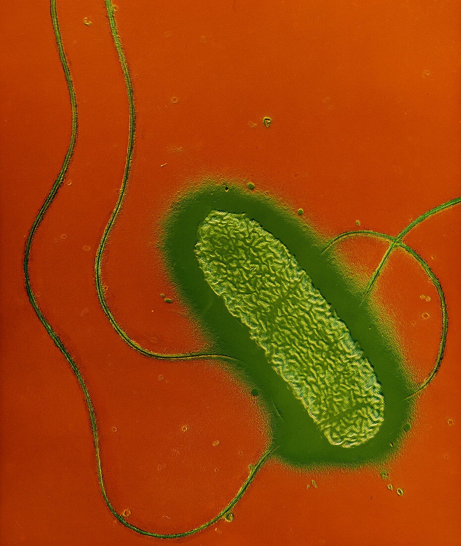 Salmonella enteritidis bacterium