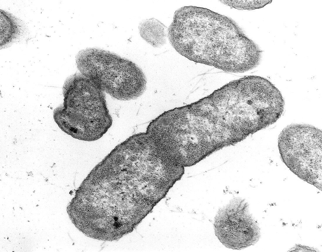 Salmonella typhimurium bacteria
