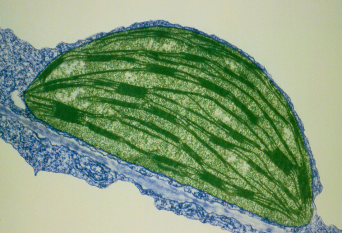 TEM of a chloroplast from a tobacco leaf