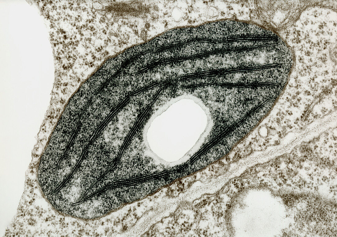 Chloroplast in the leaf of a pea plant