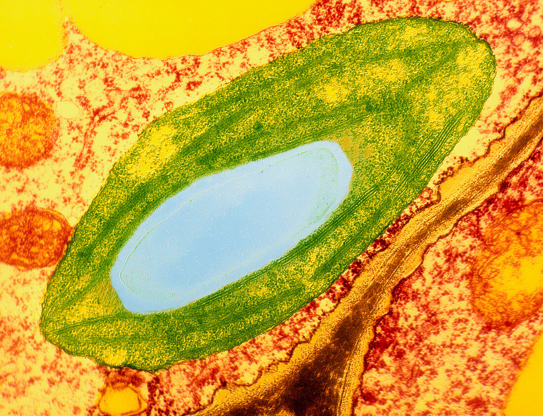 Chloroplast in a leaf cell