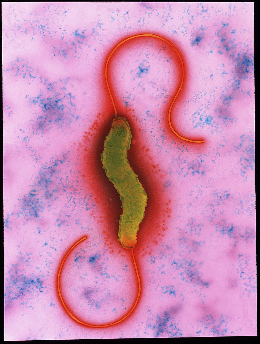 Campylobacter jejuni bacterium