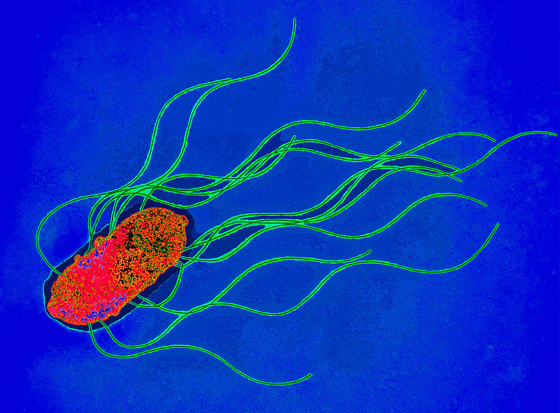 Coloured TEM of a Salmonella bacterium