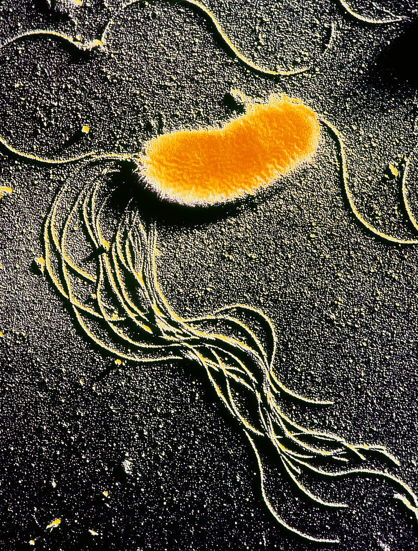 Pseudomonas fluorescences bacteria