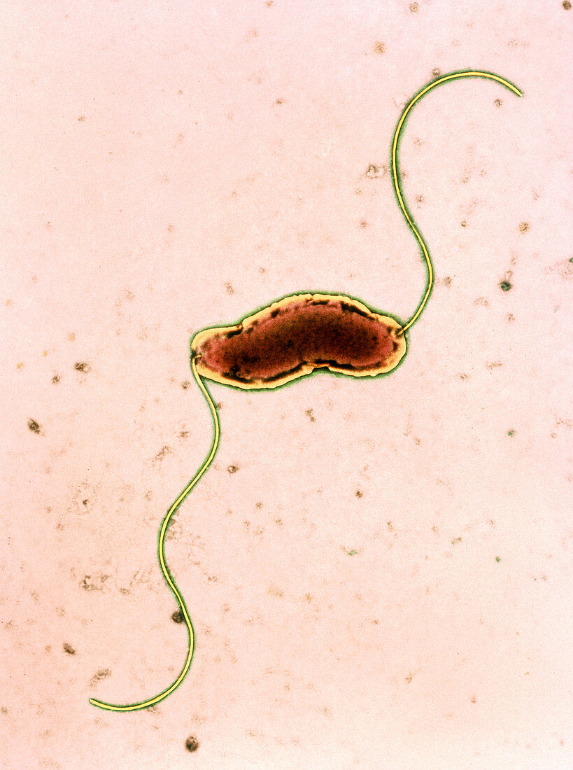 Campylobacter jejuni bacterium