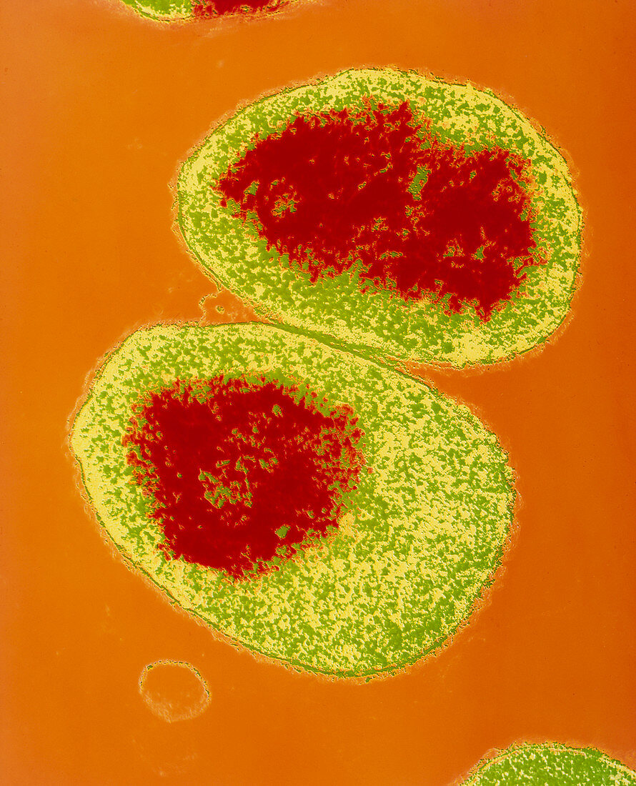 Neisseria meningitidis bacteria