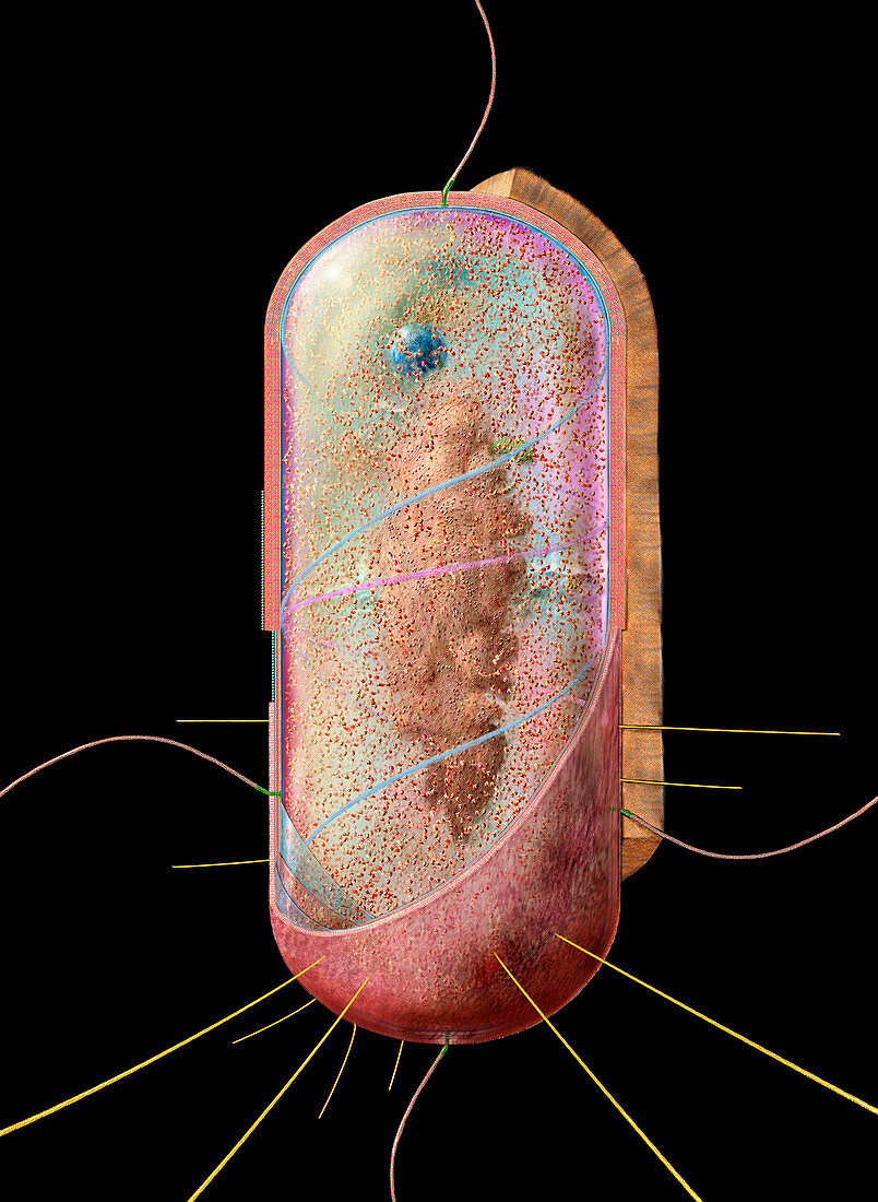 Bacterial cell