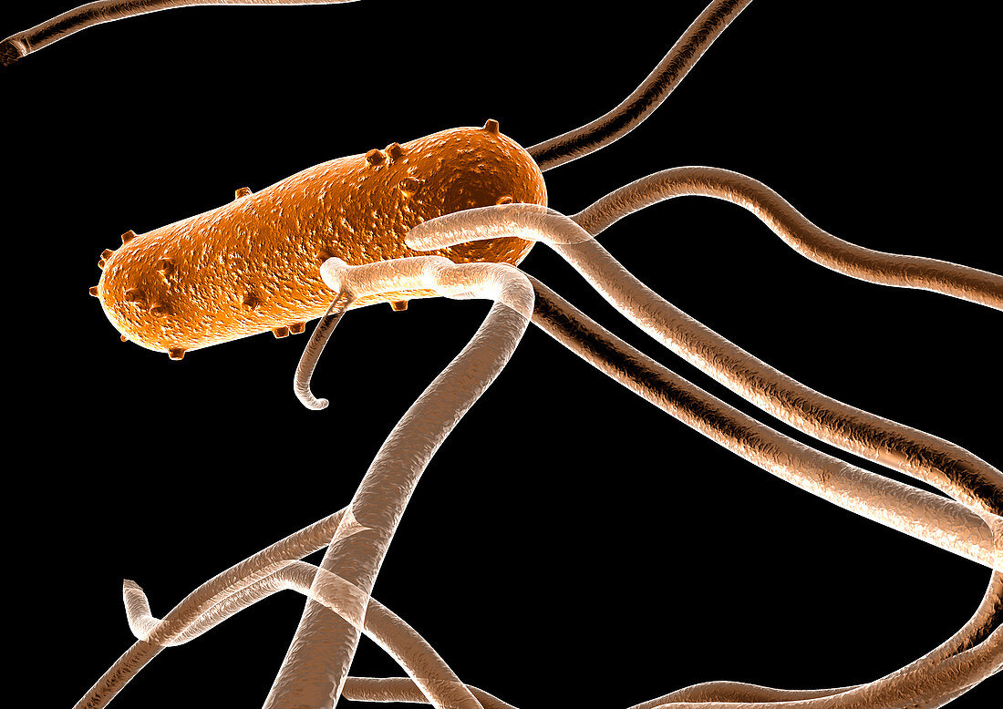 Salmonella bacterium,computer artwork