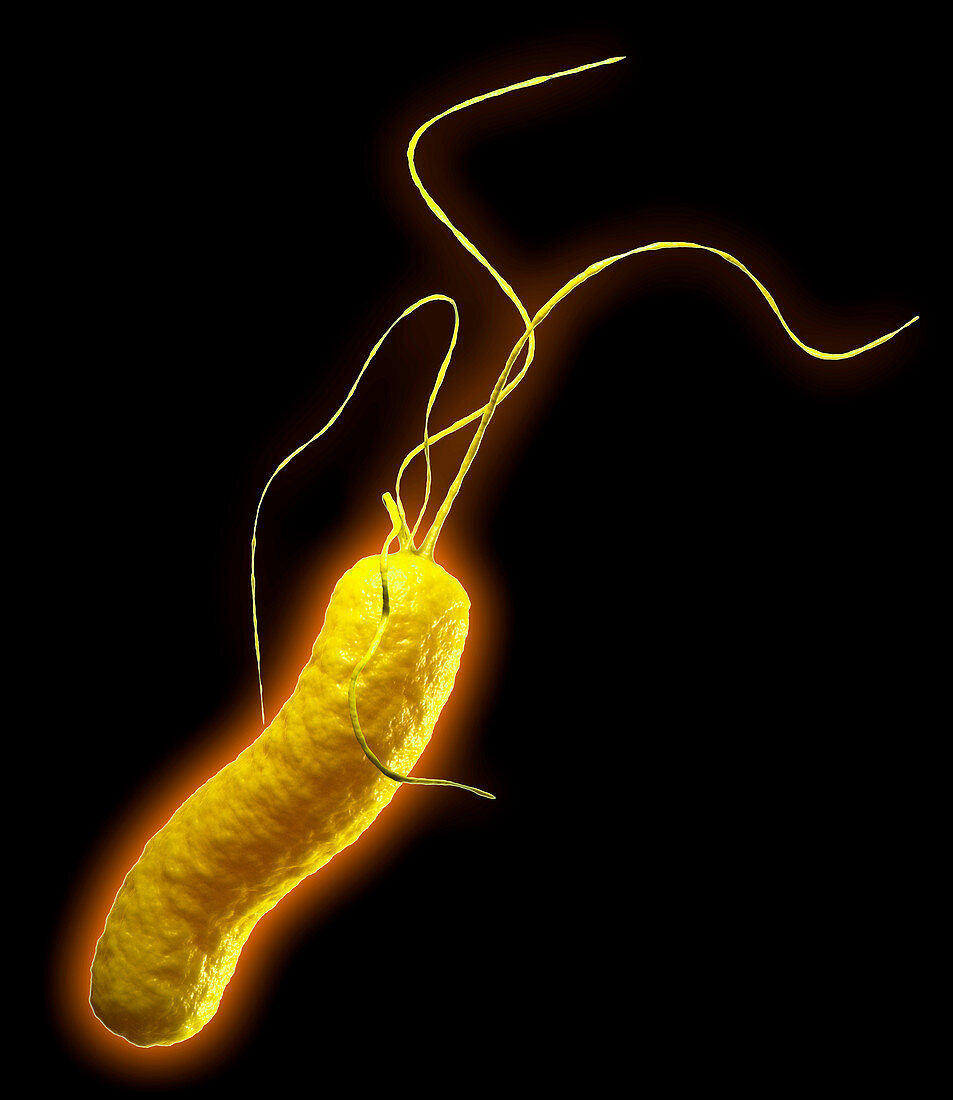 Helicobacter pylori bacterium