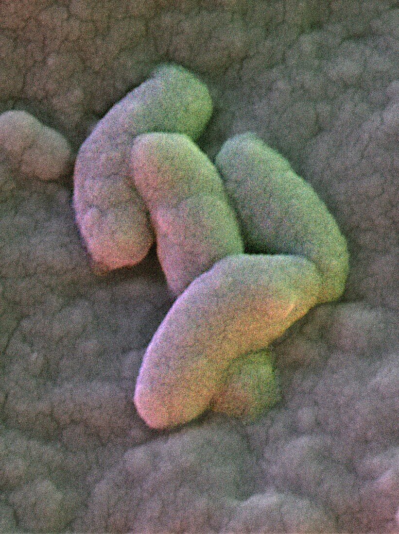 Campylobacter jejuni bacteria,SEM