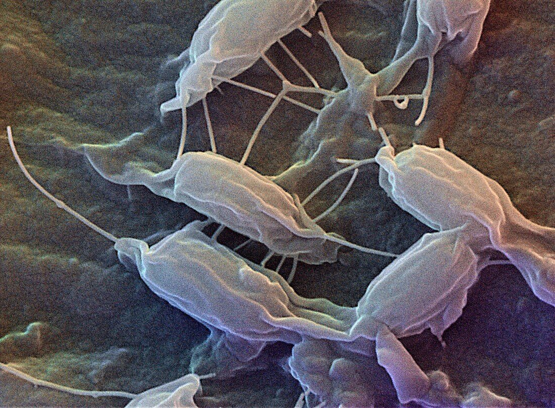Bacillus bacteria,SEM