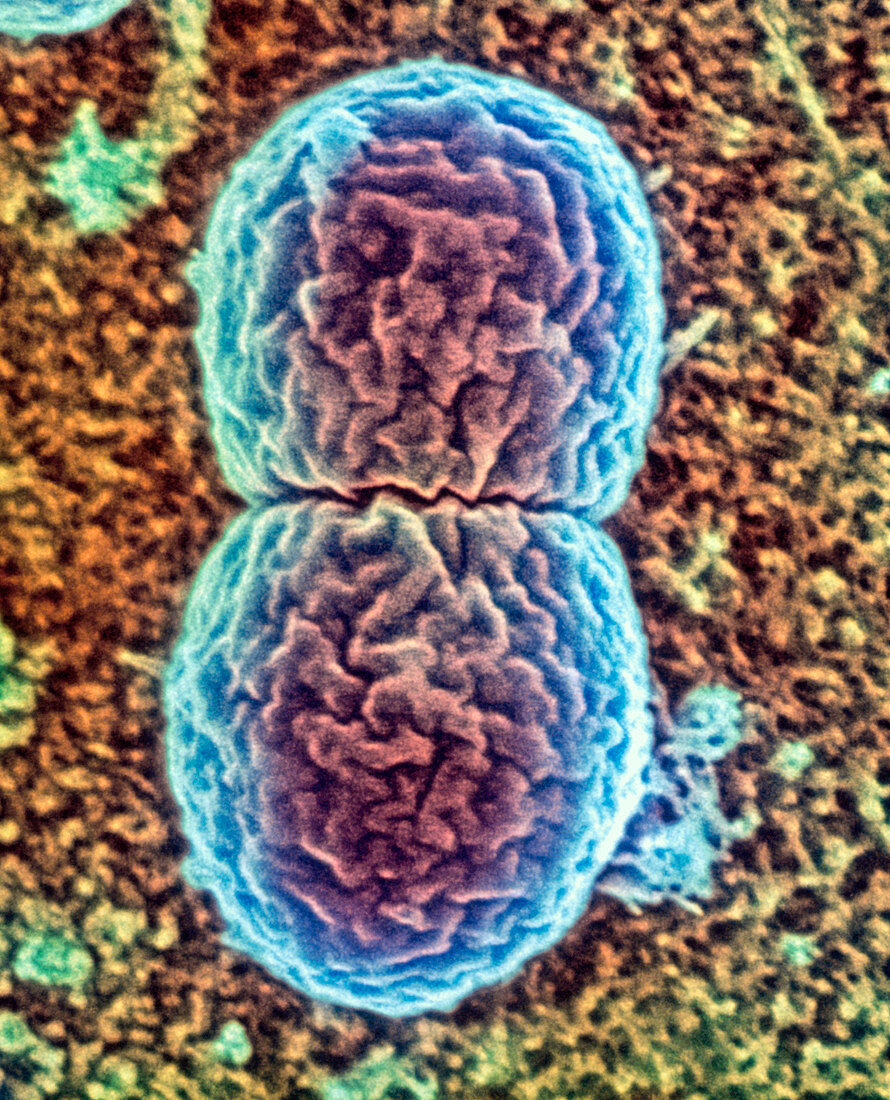 Lactococcus sp. bacteria,SEM