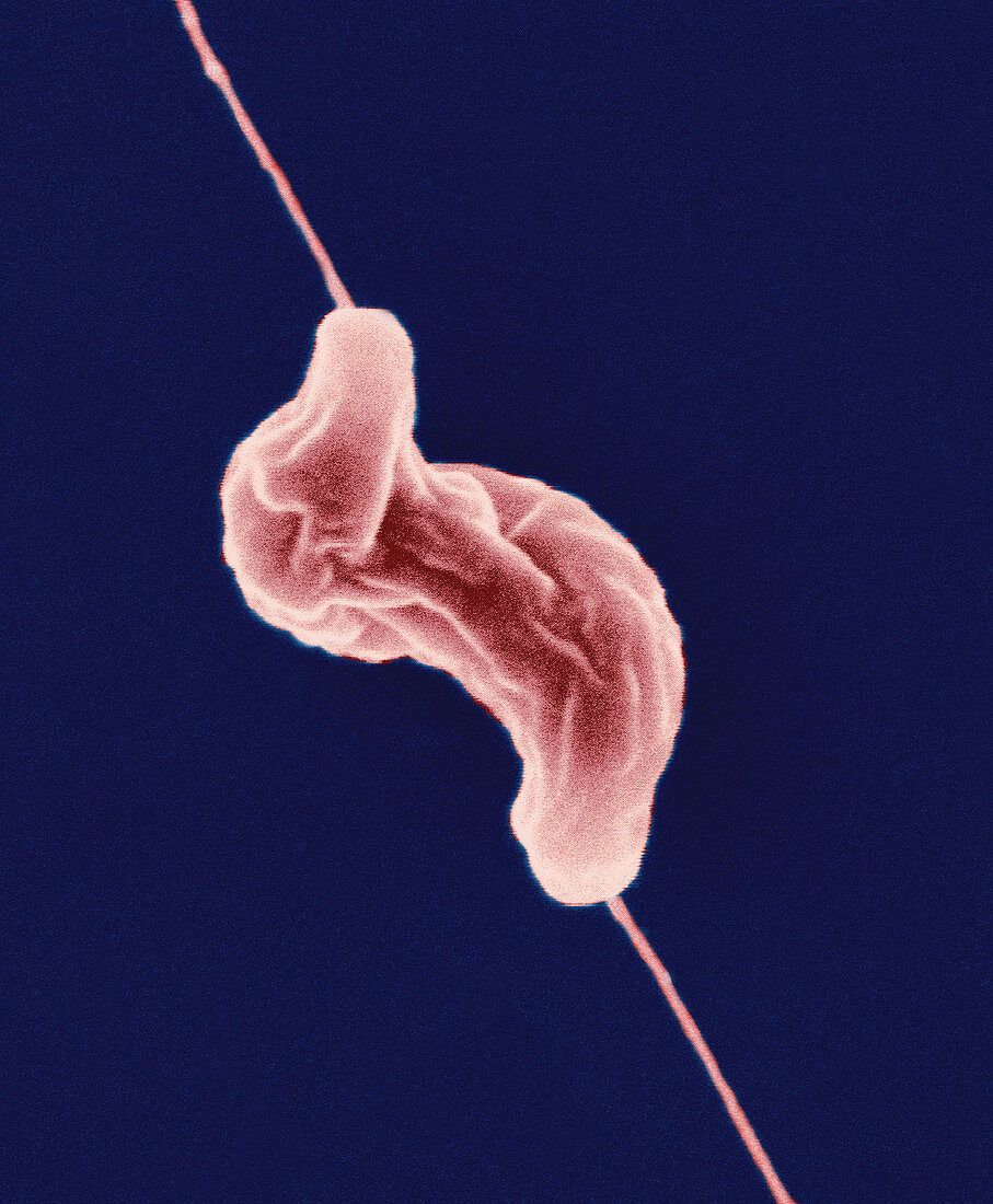 Campylobacter jejuni bacterium