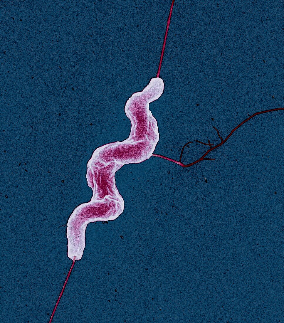 Campylobacter jejuni bacterium