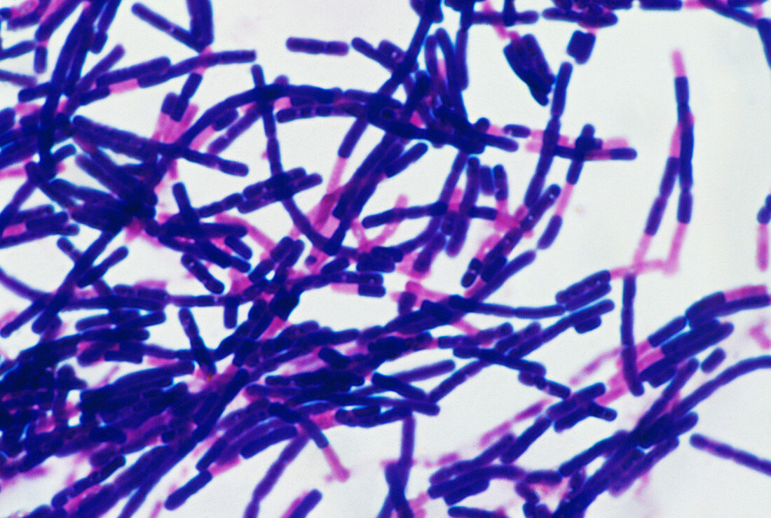 Bacillus bacteria