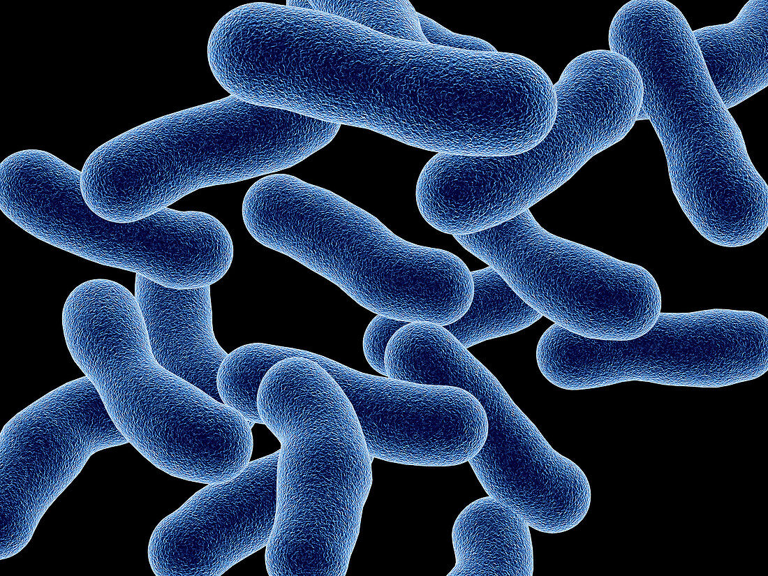 Legionnaires disease bacteria