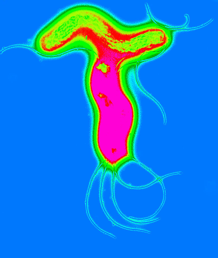 Helicobacter pylori bacteria,TEM