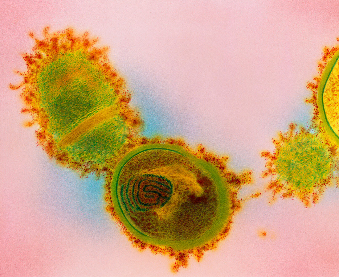 Streptococcus salivarius bacteria