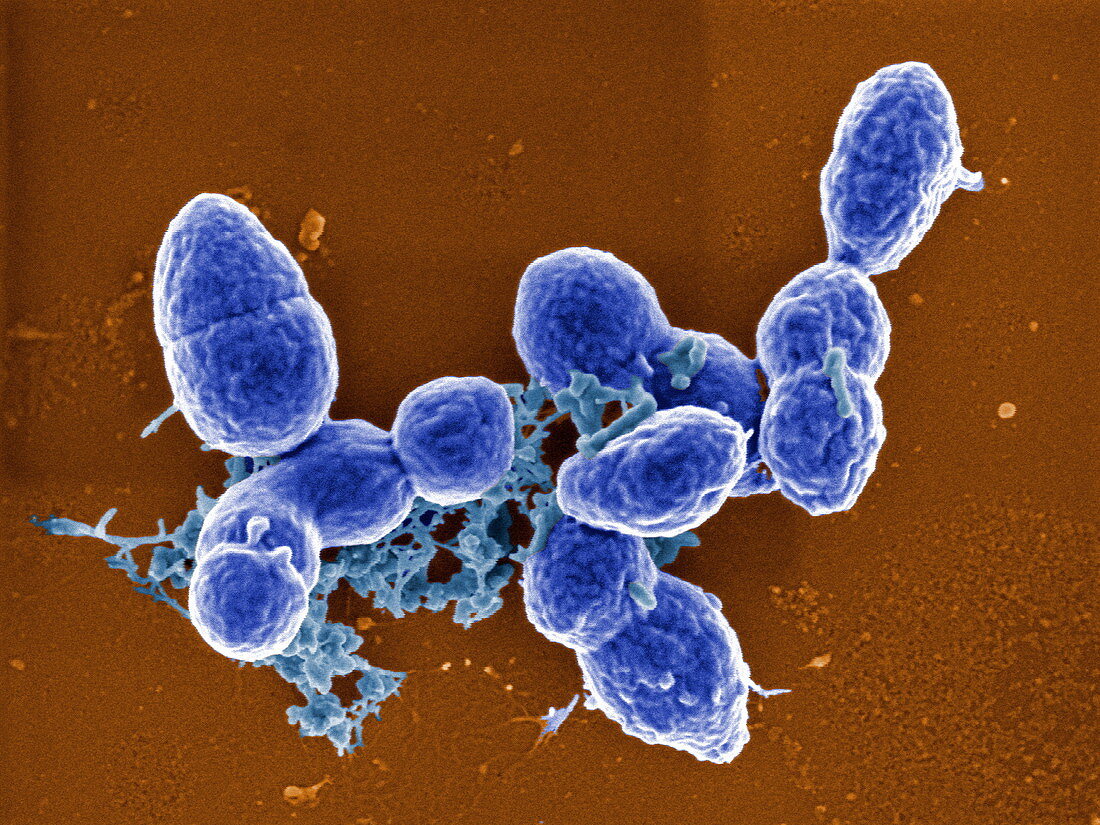 Streptococcus pneumoniae,SEM