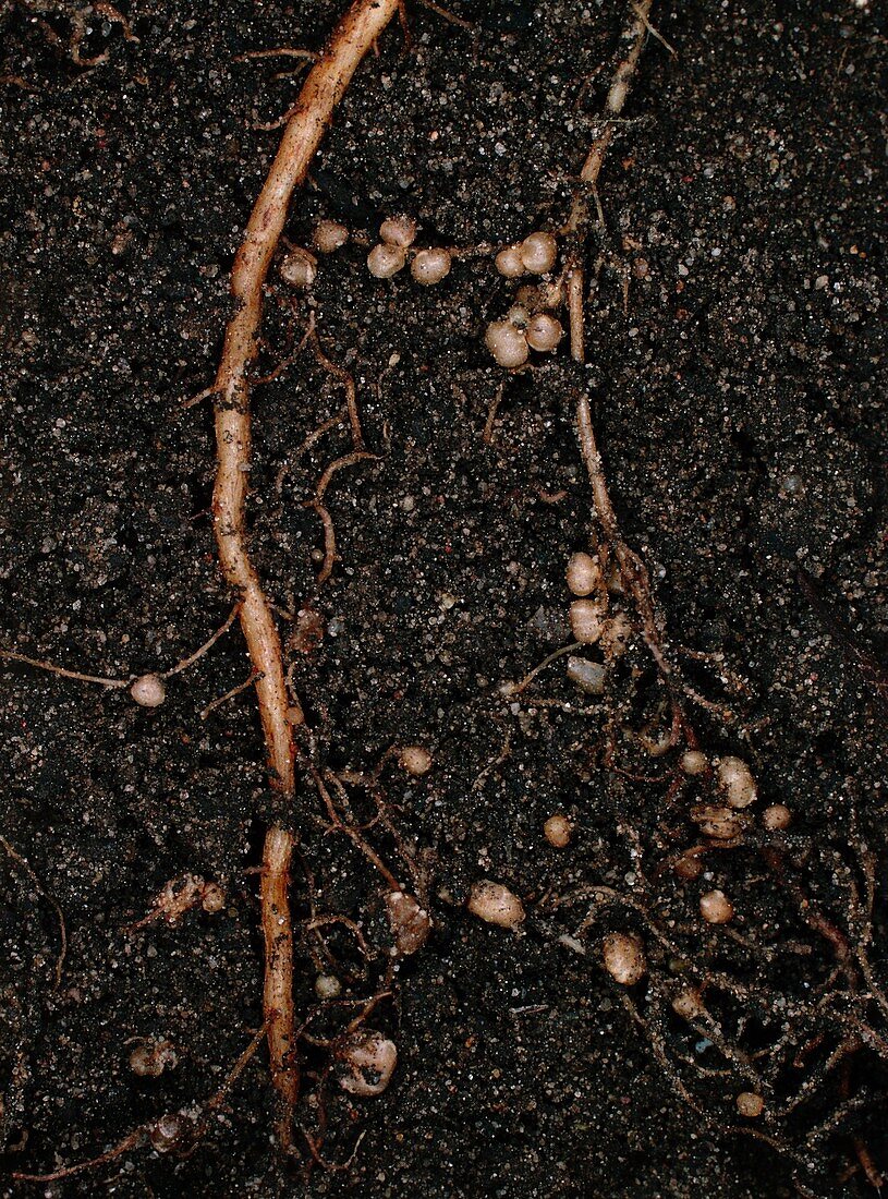 Nitrogen-fixing root nodules of bean plant