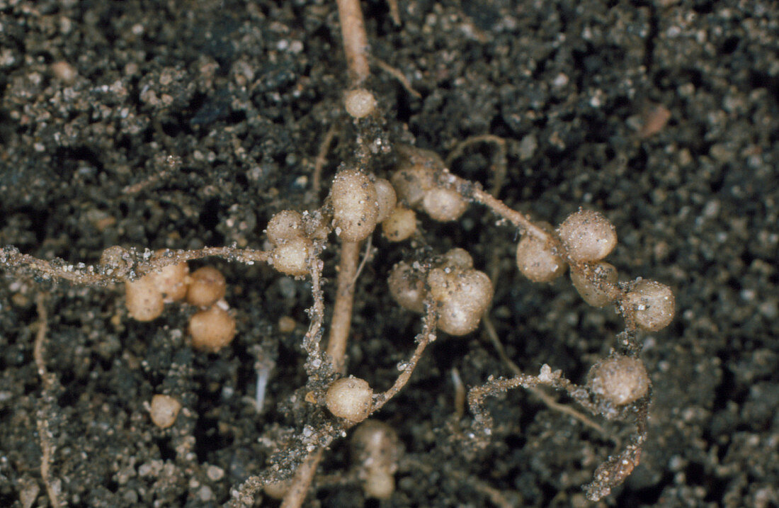 Nodules of Rhizobium leguminosarum