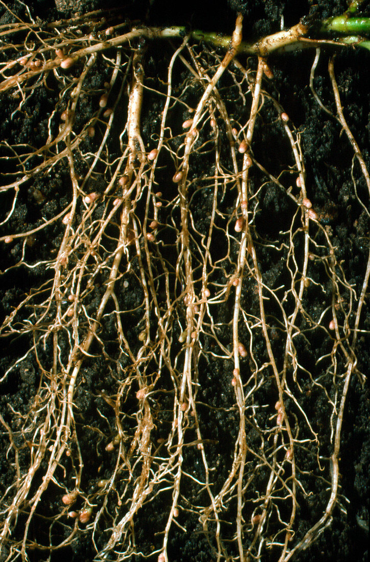 Nitrogen-fixing root nodules of clover plant