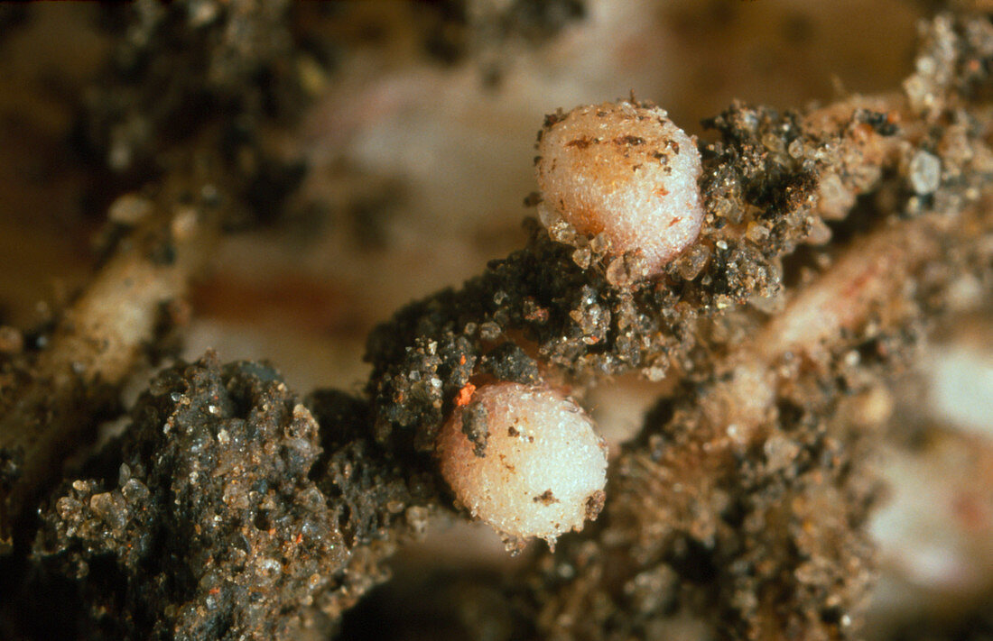 Root nodules of broad bean