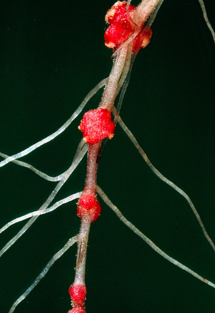 Black alder root nodules