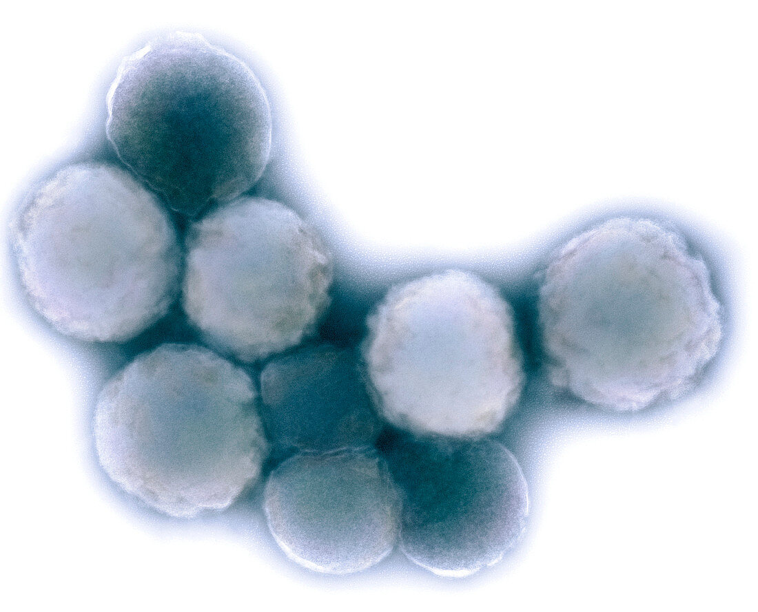 Mycoplasma mycoides bacteria