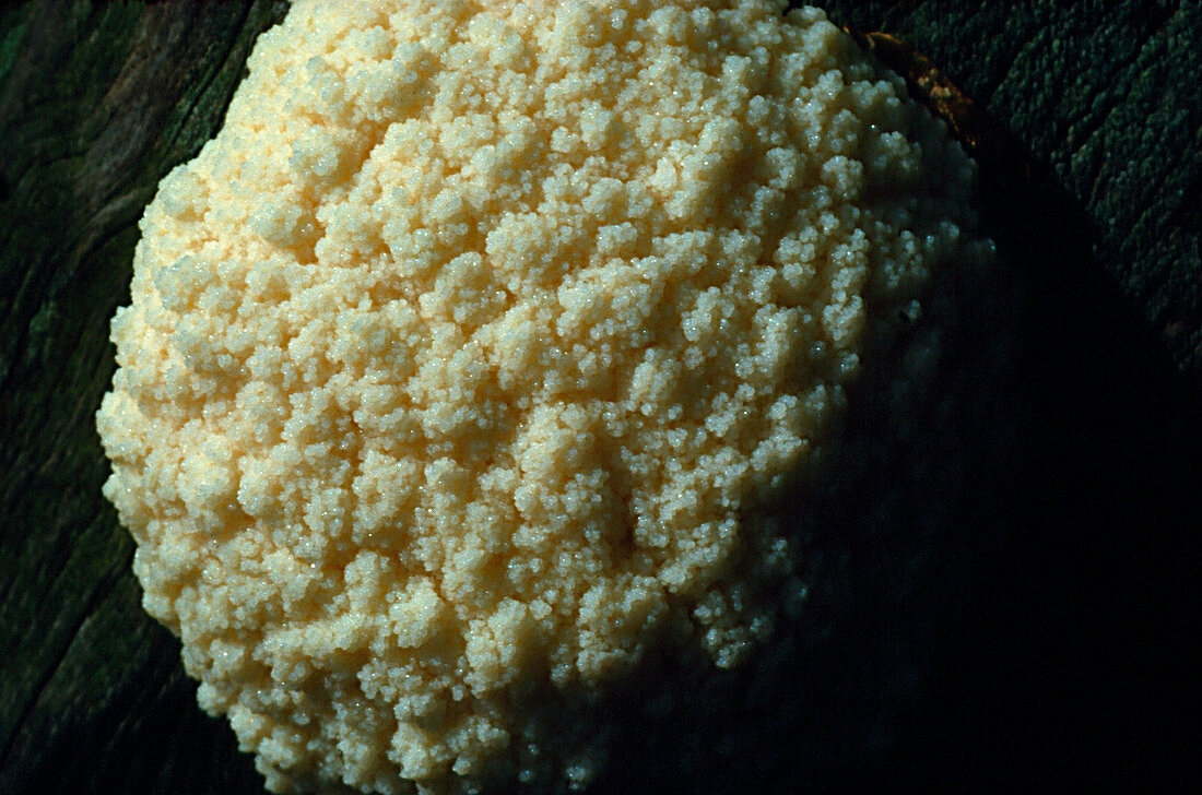 Slime mould forming spores