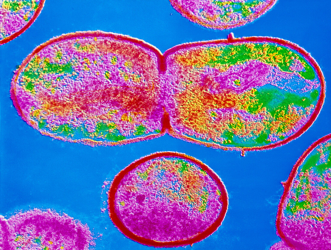 Dividing Streptococcus sp. bacterium