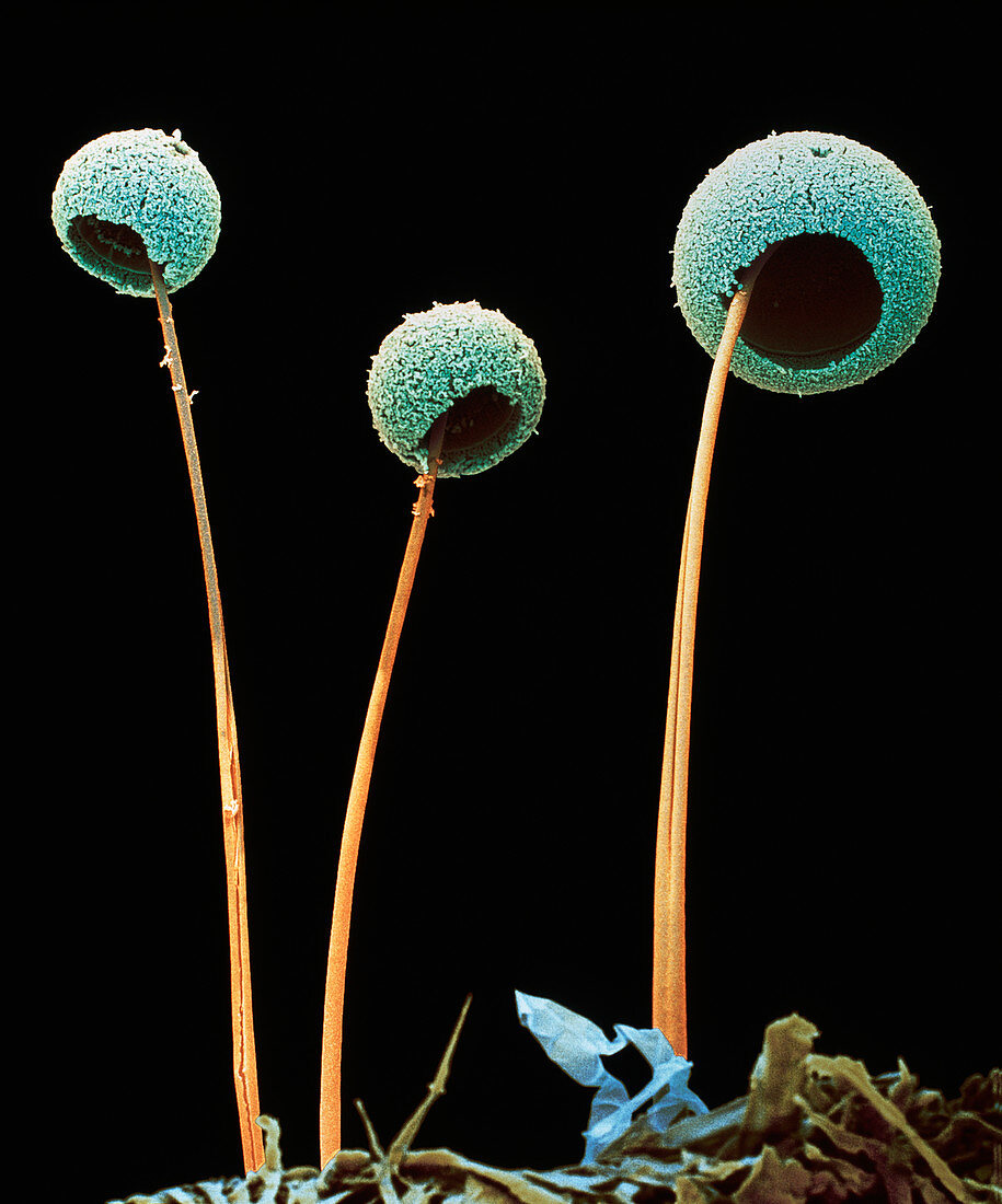 Aspergillus fungus
