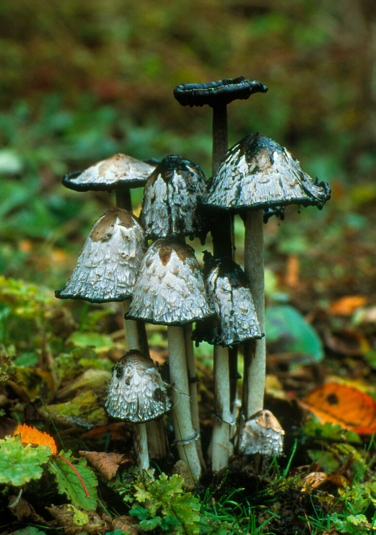 Shaggy ink cap fungi