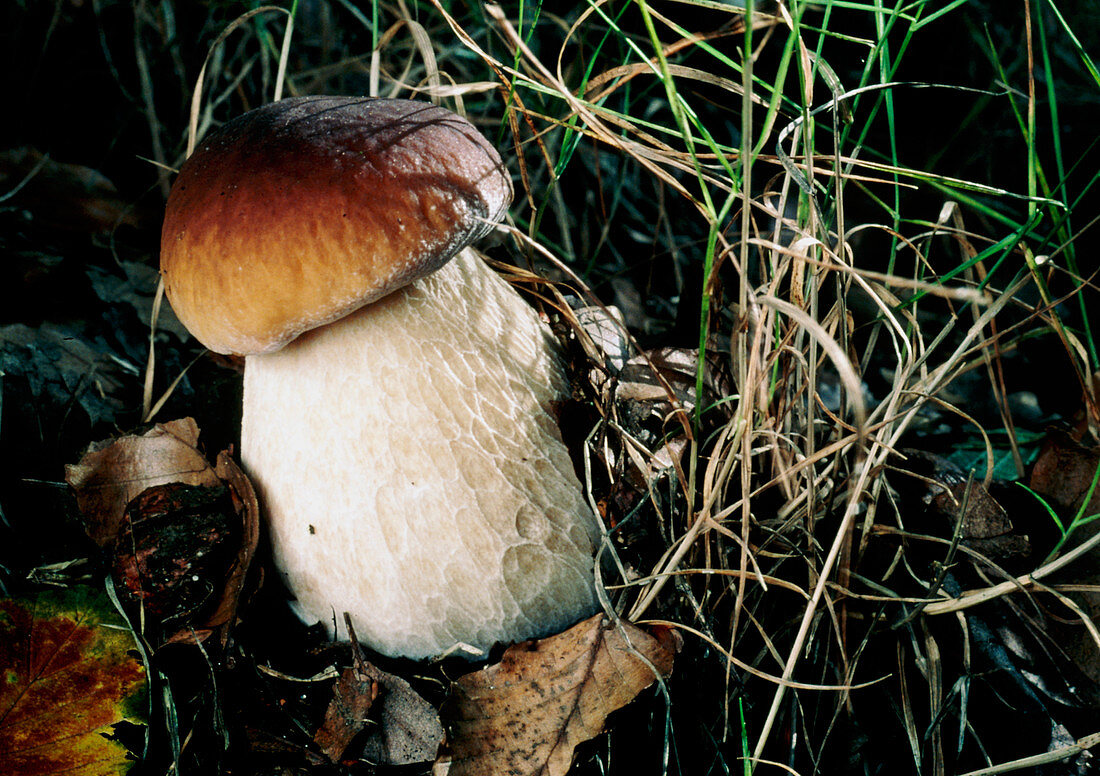 Cep mushroom