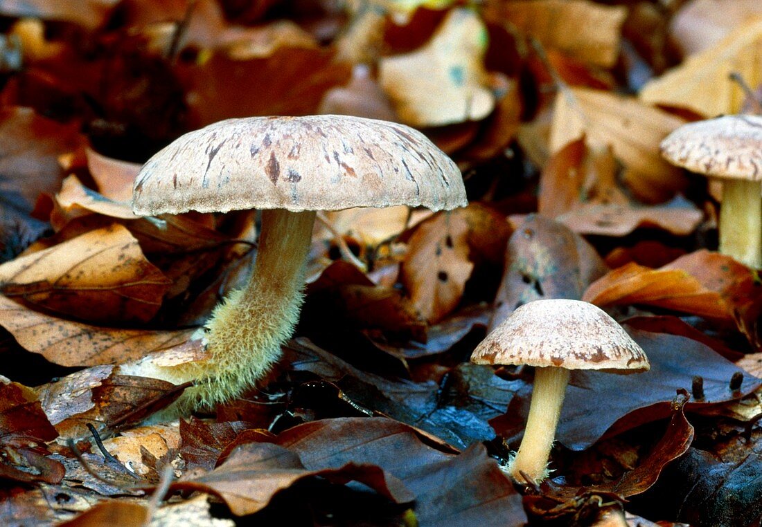 Wood woolly-foot mushrooms